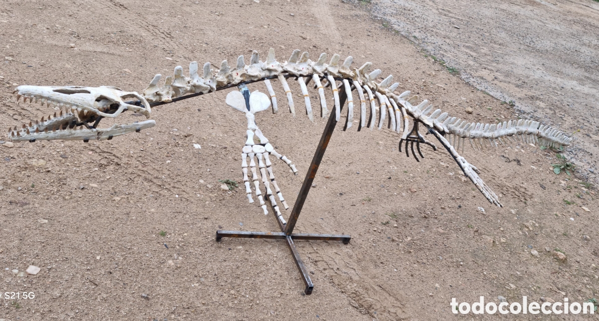 Antig&uuml;edades: Esqueleto mosasaurio - Foto 6