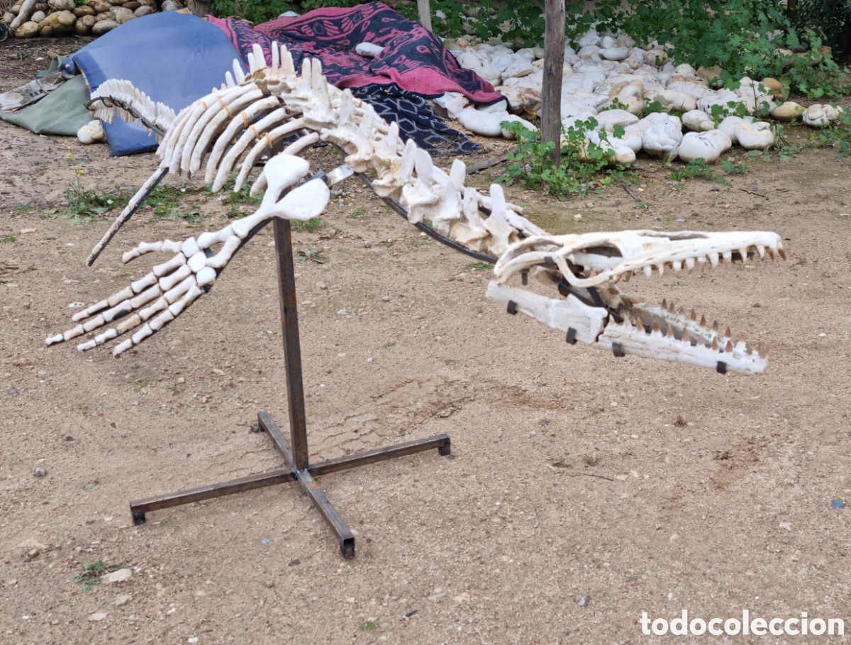 Antig&uuml;edades: Esqueleto mosasaurio - Foto 8