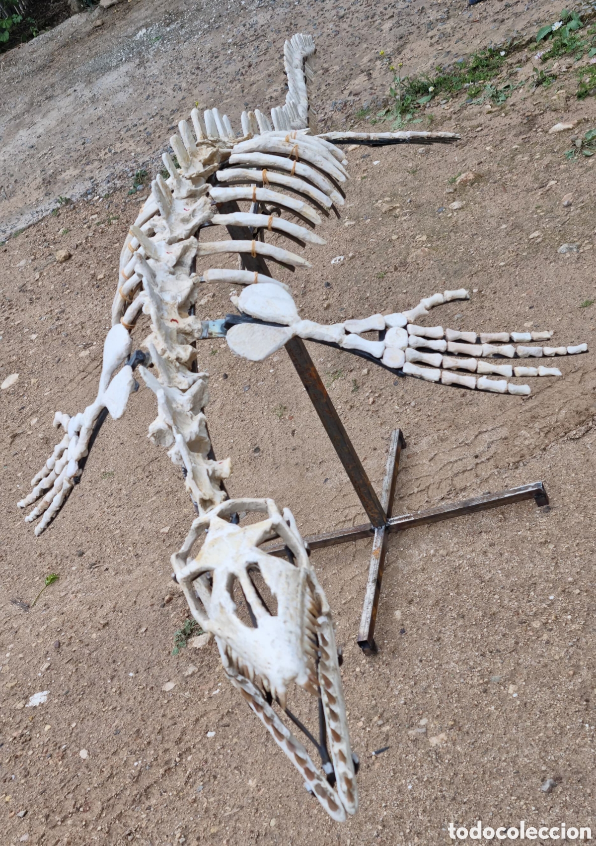 Antig&uuml;edades: Esqueleto mosasaurio - Foto 9