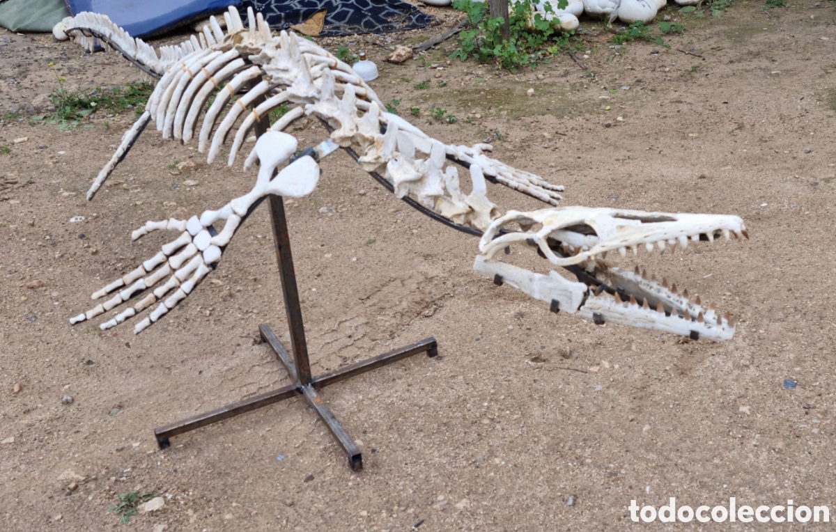 Antig&uuml;edades: Esqueleto mosasaurio - Foto 11