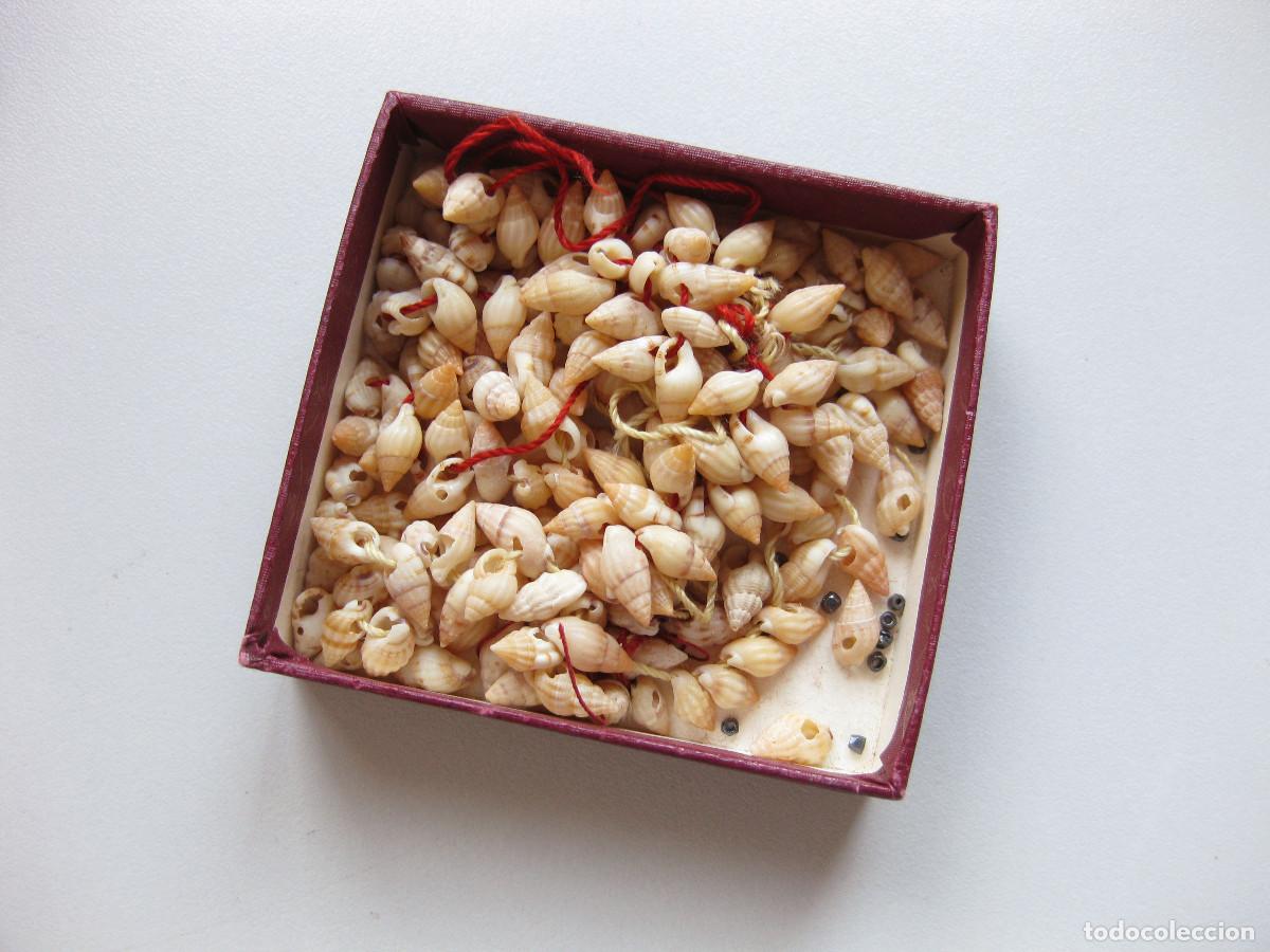 Antig&uuml;edades: CAJA CON CARACOLAS O PEQUE&Ntilde;OS CARACOLAS A MODO DE CUENTAS DE COLLAR