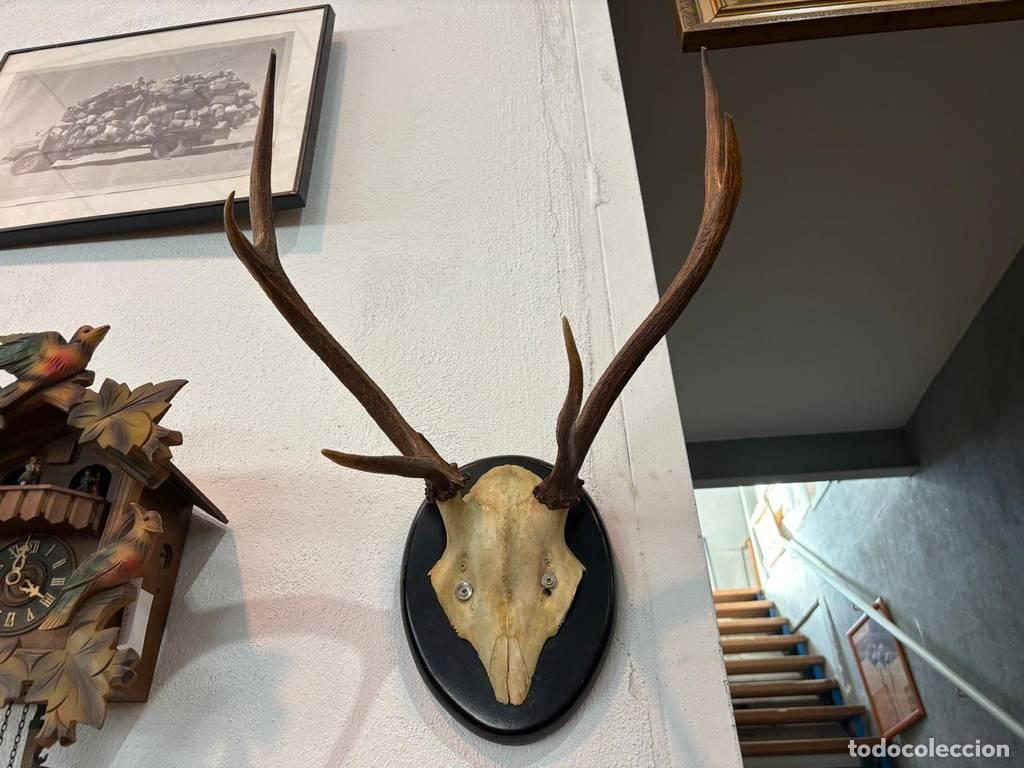 Antig&uuml;edades: CORNAMENTA DE CIERVO DECORATIVA - Foto 2