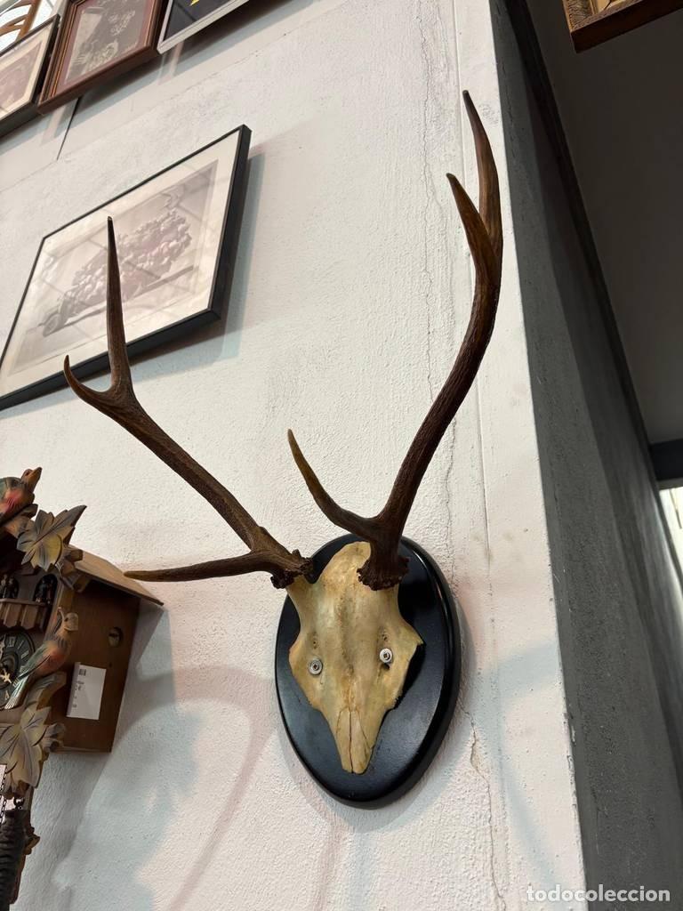 Antig&uuml;edades: CORNAMENTA DE CIERVO DECORATIVA - Foto 3