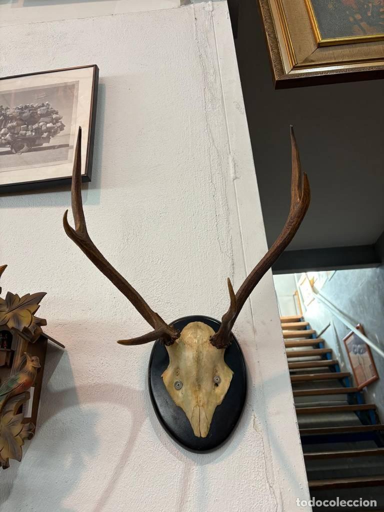 Antig&uuml;edades: CORNAMENTA DE CIERVO DECORATIVA - Foto 4