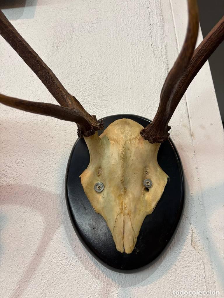 Antig&uuml;edades: CORNAMENTA DE CIERVO DECORATIVA - Foto 5