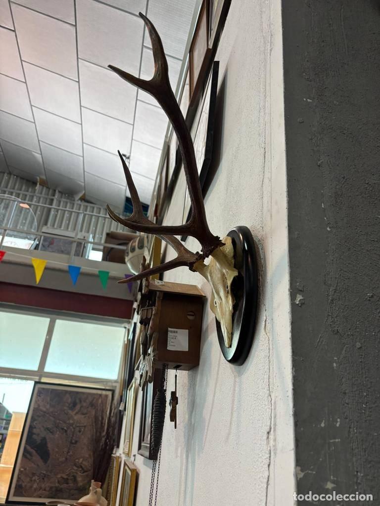 Antig&uuml;edades: CORNAMENTA DE CIERVO DECORATIVA - Foto 6