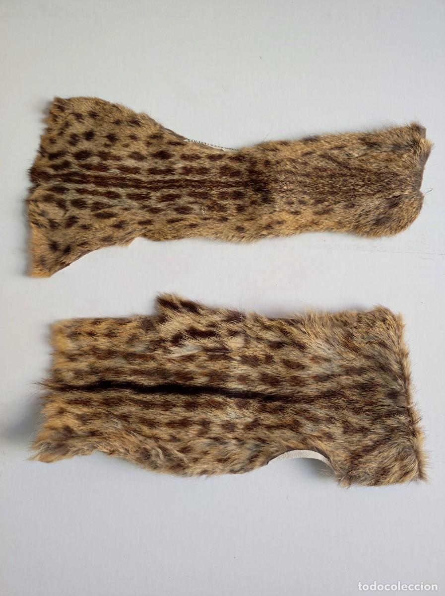 Antig&uuml;edades: Lote 2 Pieles Curtidas / disecada jineta - gineta
