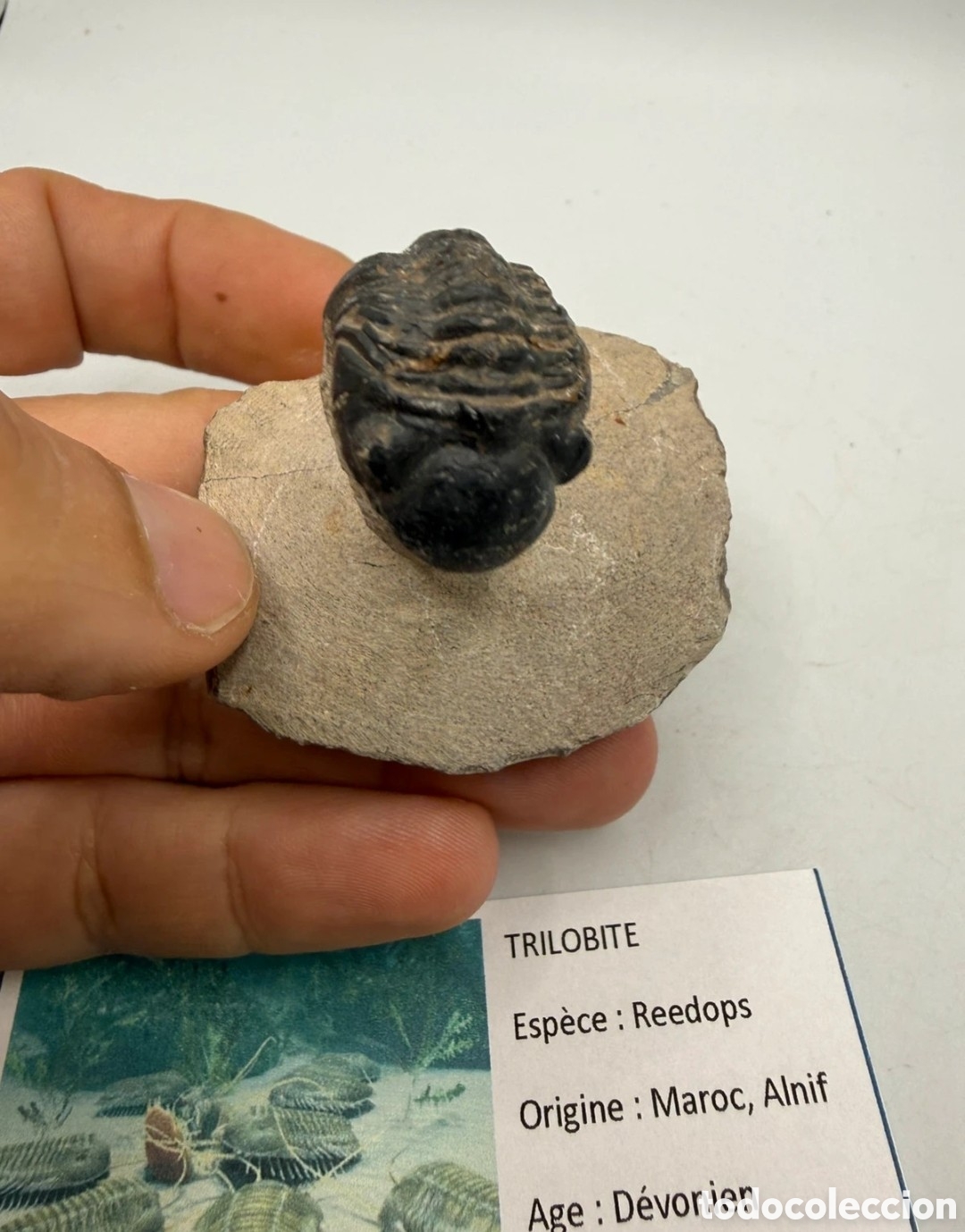 Antig&uuml;edades: Fosil trilobite original - Foto 2