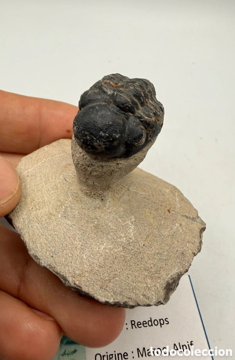 Antig&uuml;edades: Fosil trilobite original - Foto 3