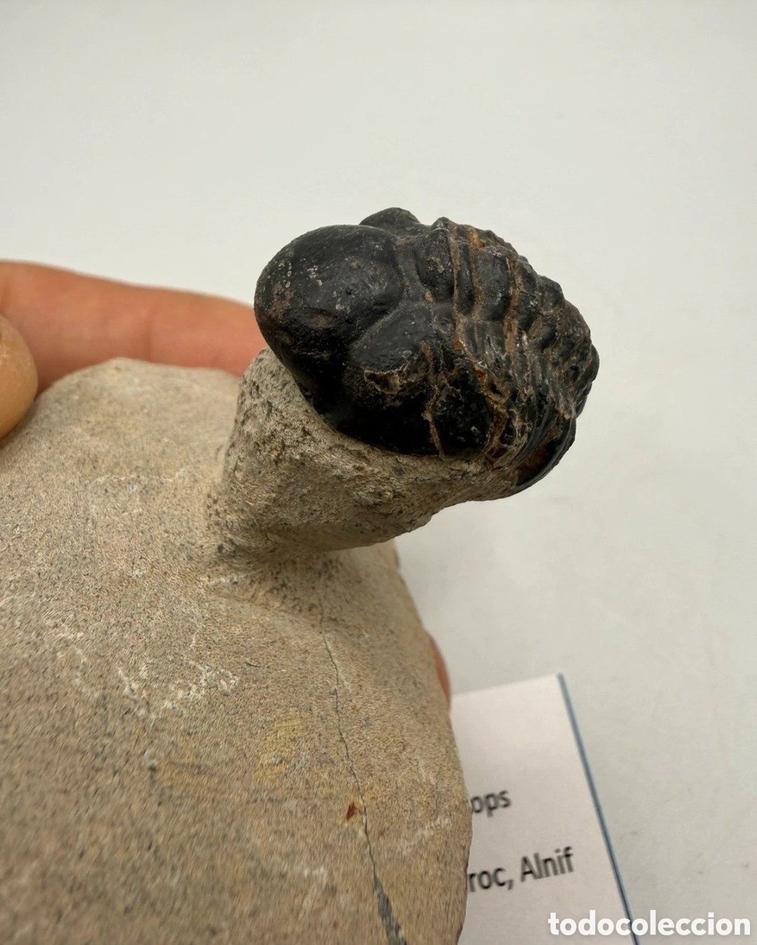 Antig&uuml;edades: Fosil trilobite original - Foto 4