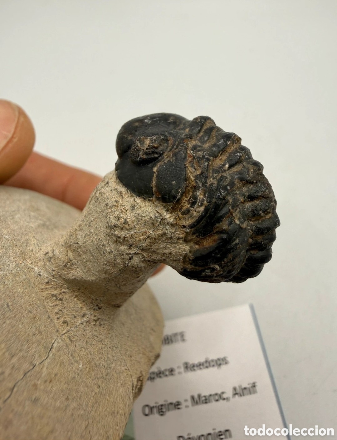 Antig&uuml;edades: Fosil trilobite original - Foto 5