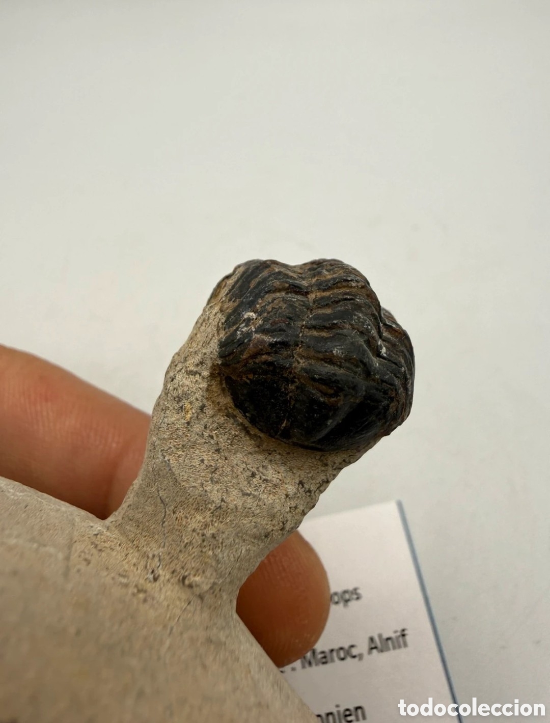 Antig&uuml;edades: Fosil trilobite original - Foto 6