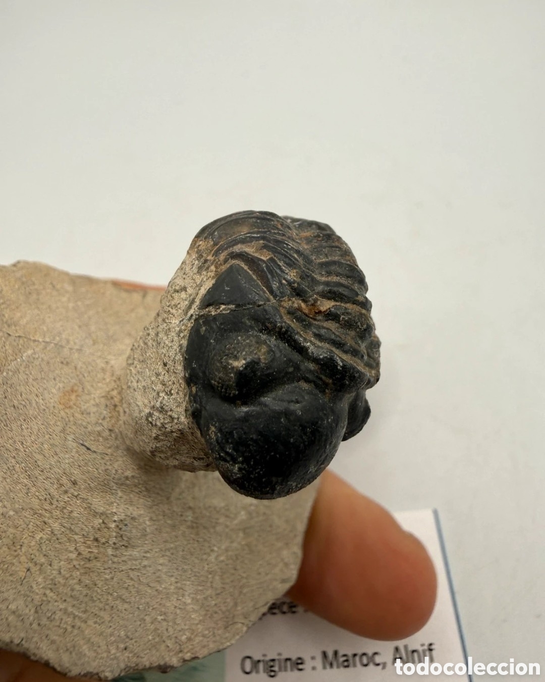 Antig&uuml;edades: Fosil trilobite original - Foto 7