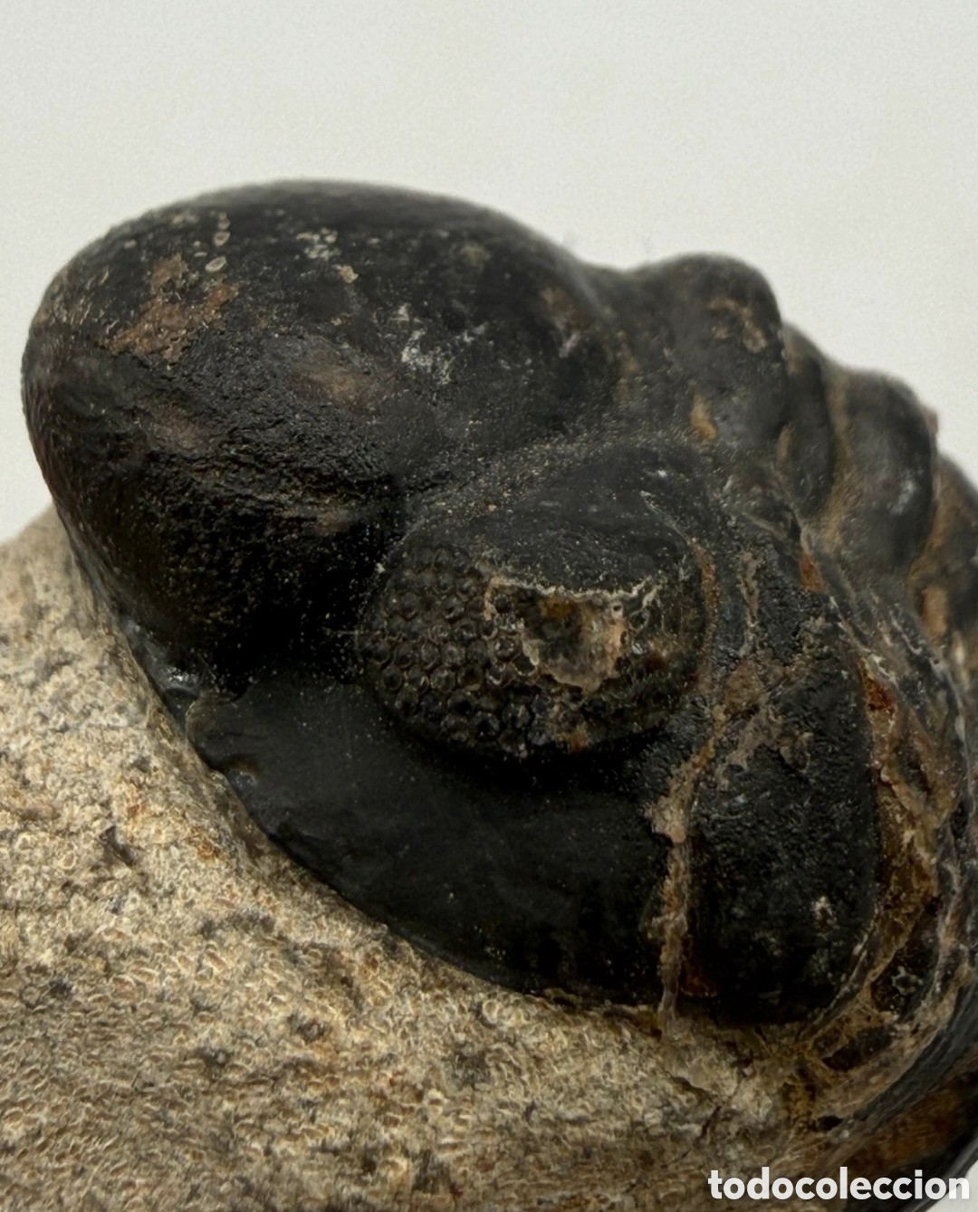 Antig&uuml;edades: Fosil trilobite original - Foto 8