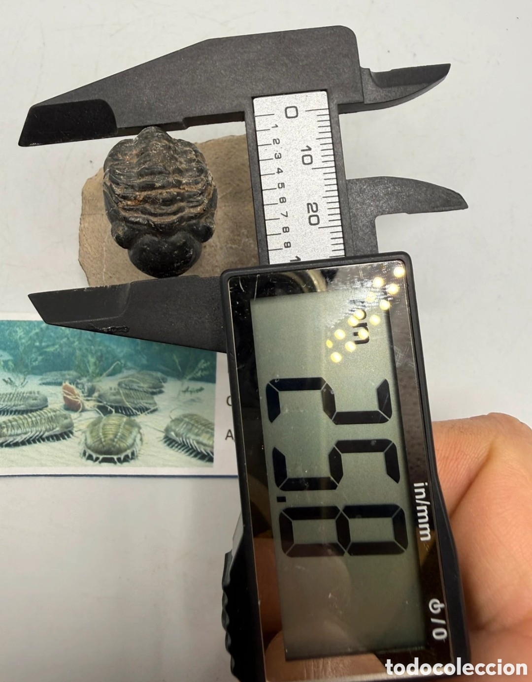 Antig&uuml;edades: Fosil trilobite original - Foto 9