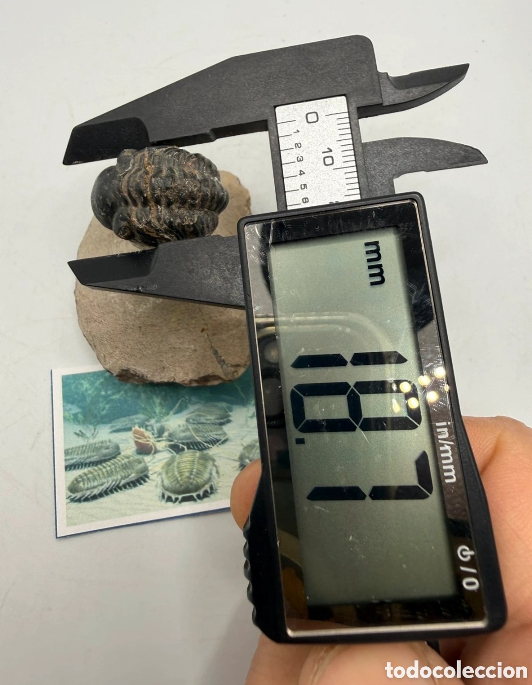 Antig&uuml;edades: Fosil trilobite original - Foto 10