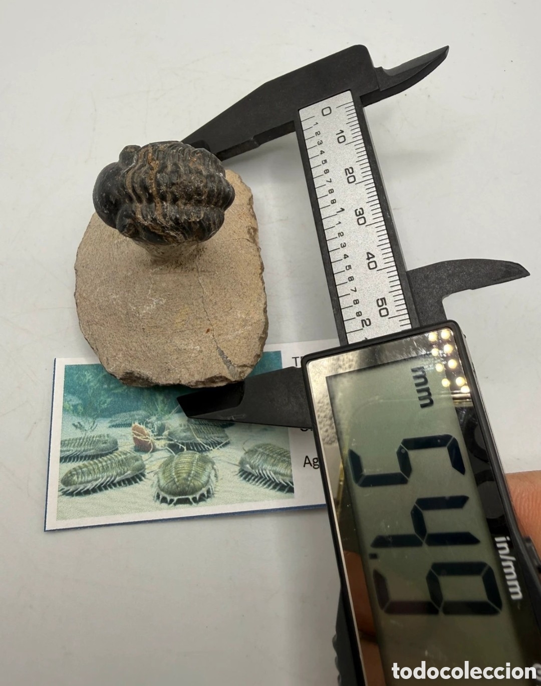 Antig&uuml;edades: Fosil trilobite original - Foto 11