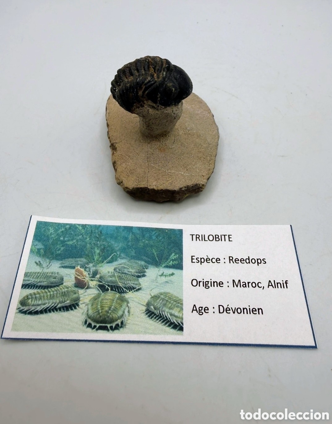 Antig&uuml;edades: Fosil trilobite original - Foto 1