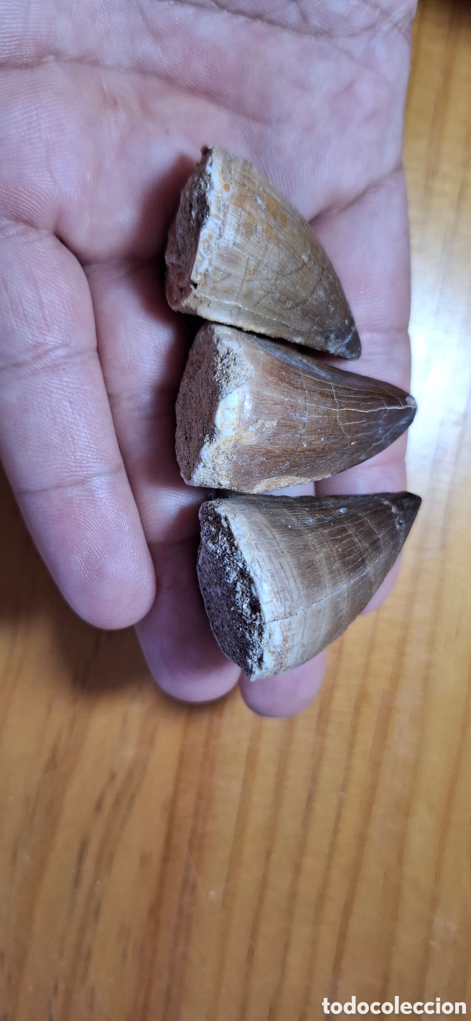 Antig&uuml;edades: Dientes f&oacute;siles mosasaurio