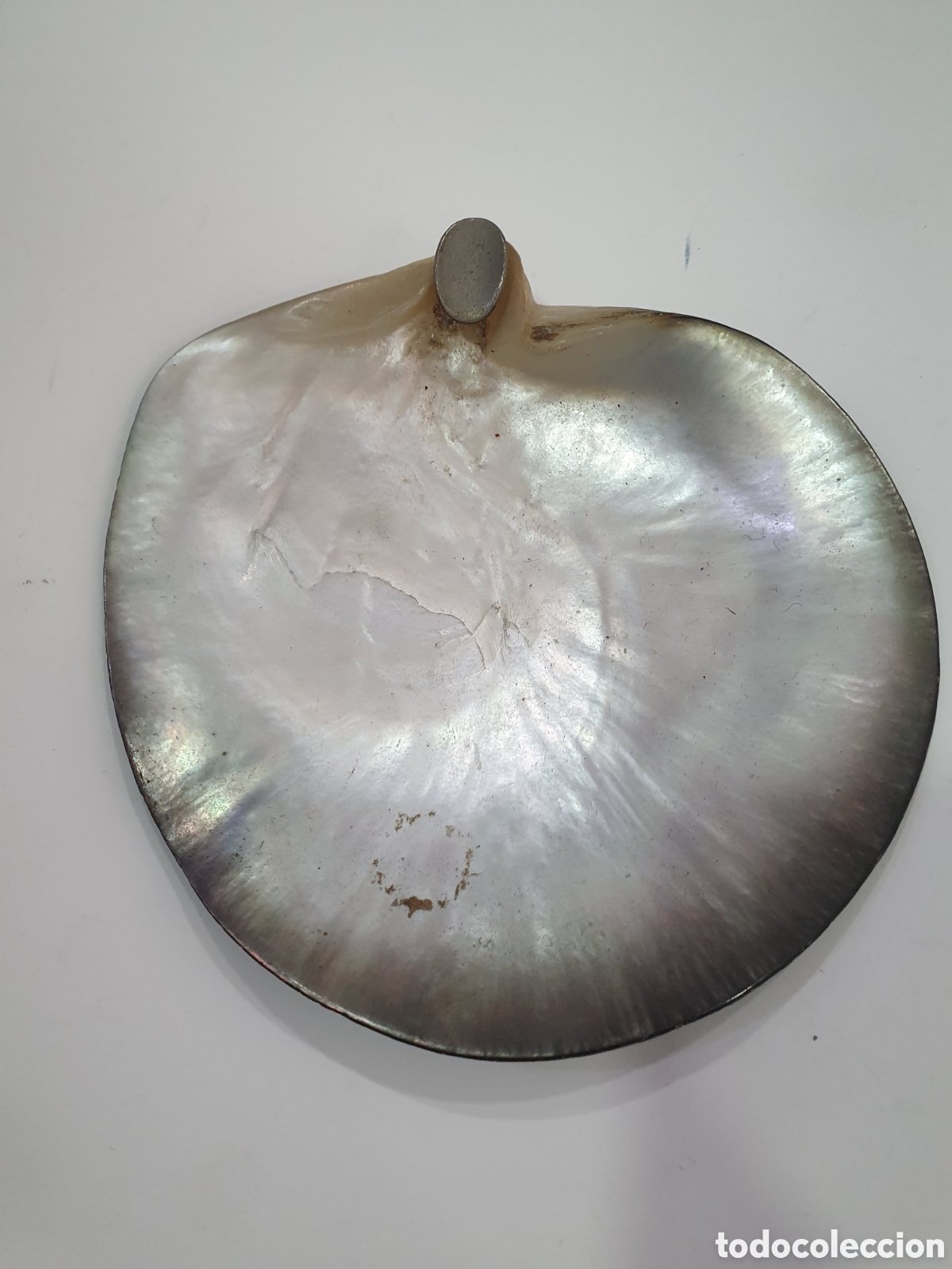 Antig&uuml;edades: Cenicero en madreperla o nacar. (L66)