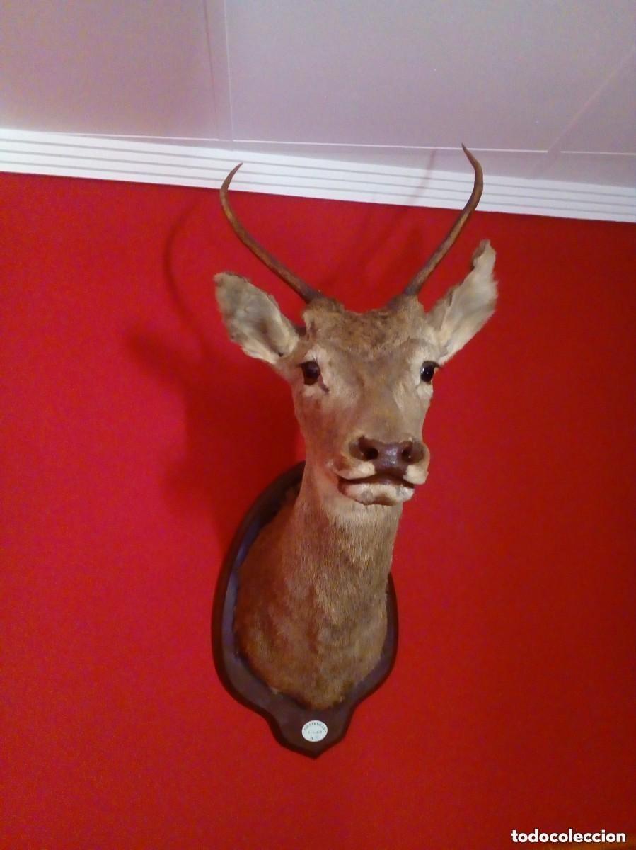 Antiques: taxidermia-cabeza de ciervo bareto