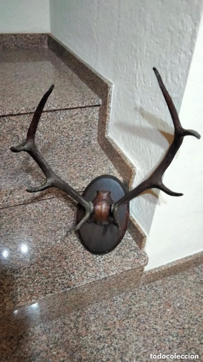Antiques: TAXIDERMIA -CUERNOS DE CIERVO