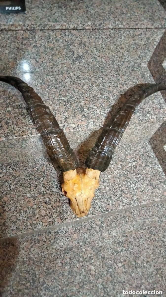 Antig&uuml;edades: TAXIDERMIA- MACHO MONTES