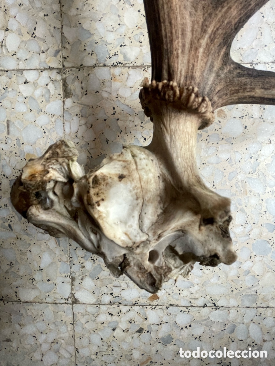 Antig&uuml;edades: Cuerno de Ciervo con 4 puntas - Foto 2
