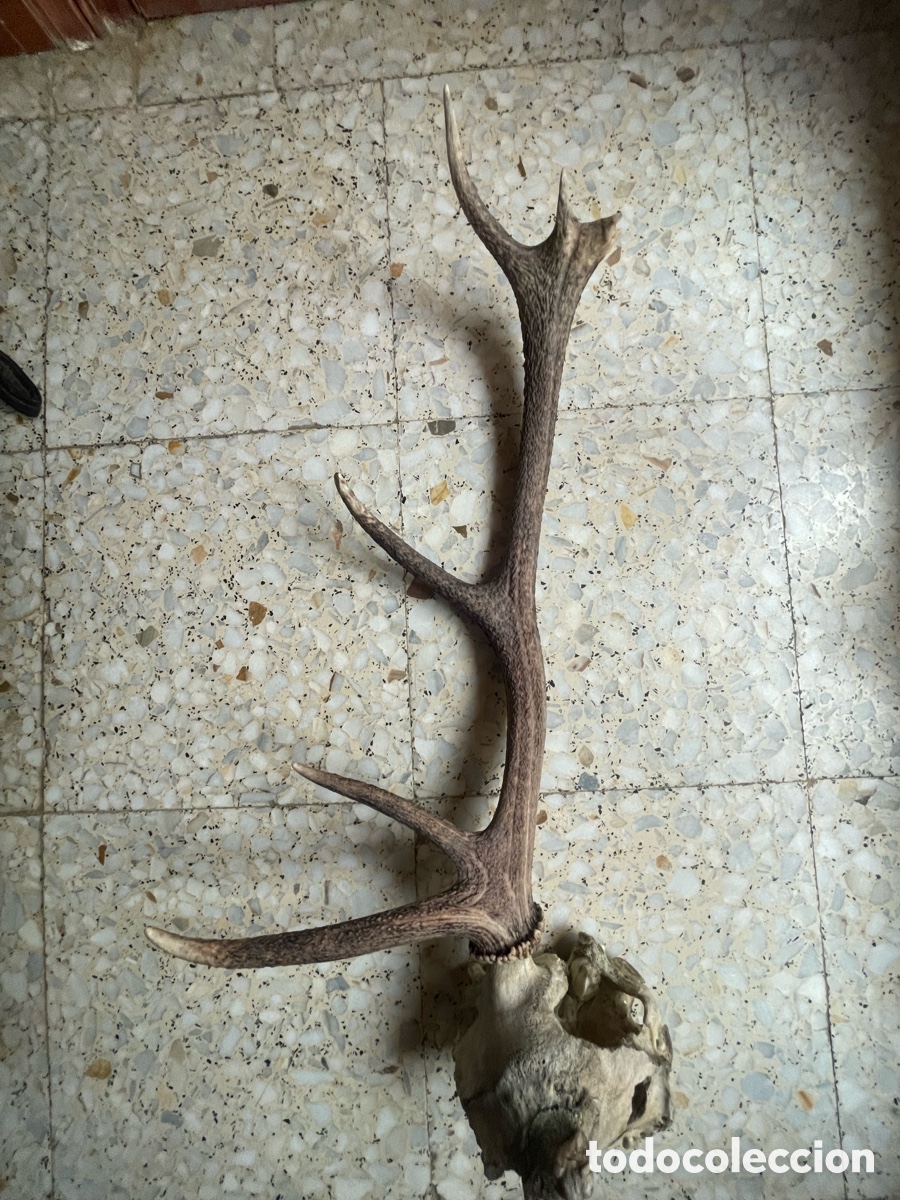 Antig&uuml;edades: Cuerno de Ciervo con 4 puntas - Foto 3