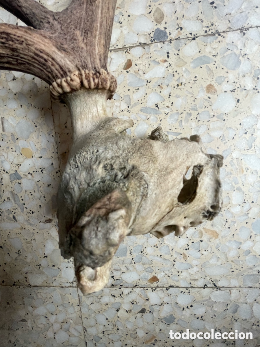 Antig&uuml;edades: Cuerno de Ciervo con 4 puntas - Foto 4