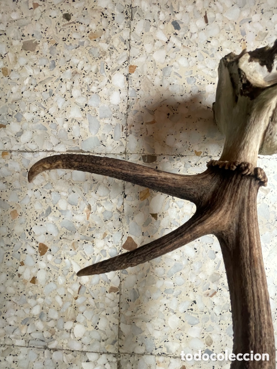Antig&uuml;edades: Cuerno de Ciervo con 4 puntas - Foto 11