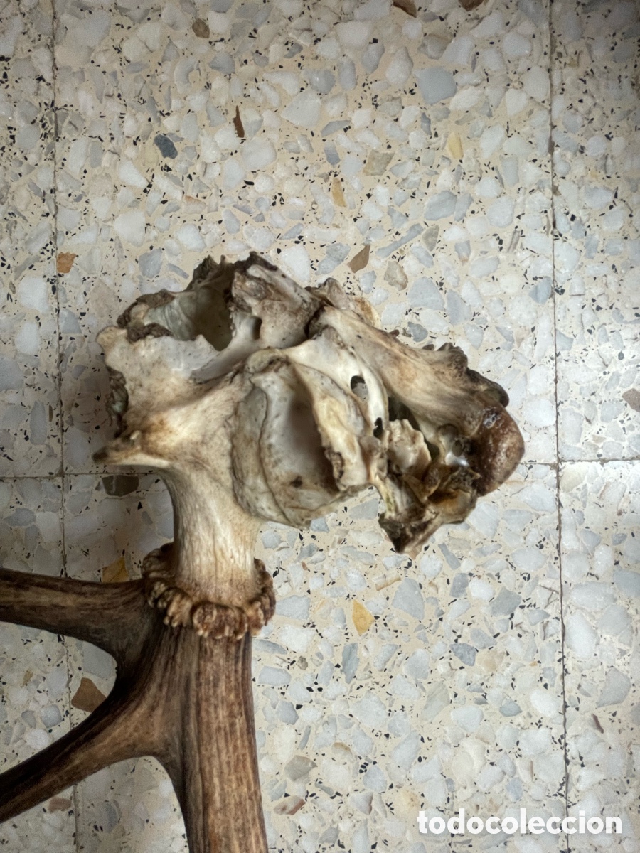 Antig&uuml;edades: Cuerno de Ciervo con 4 puntas - Foto 12