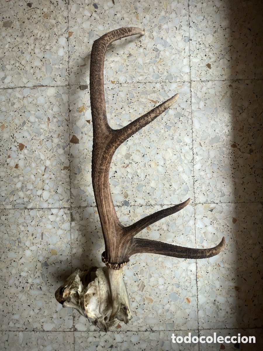 Antig&uuml;edades: Cuerno de Ciervo con 4 puntas