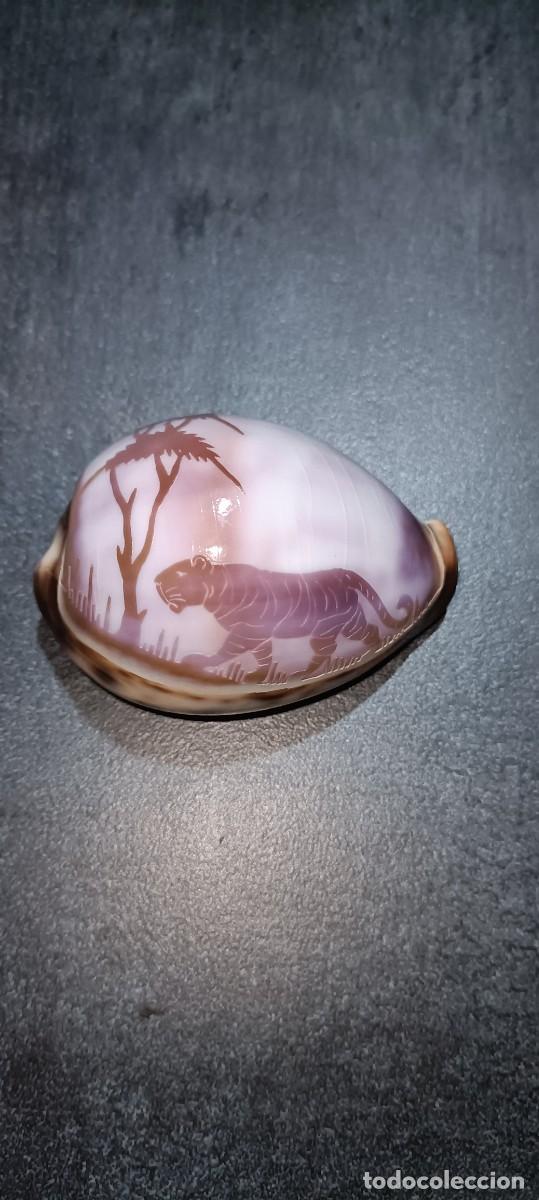 Antig&uuml;edades: Concha de caracol cauri tigre tallada