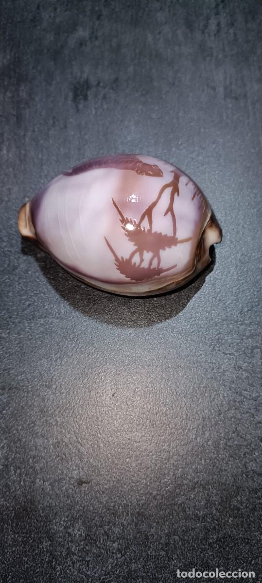 Antig&uuml;edades: Concha de caracol cauri tigre tallada - Foto 2