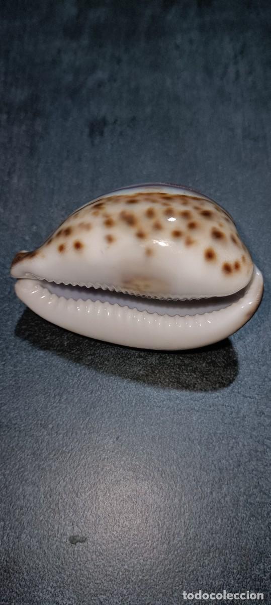 Antig&uuml;edades: Concha de caracol cauri tigre tallada - Foto 3