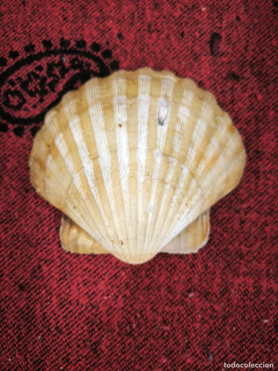 Antig&uuml;edades: Antigua Concha Natural Decorativa Vieira &ndash; Pieza Marina Aut&eacute;ntica