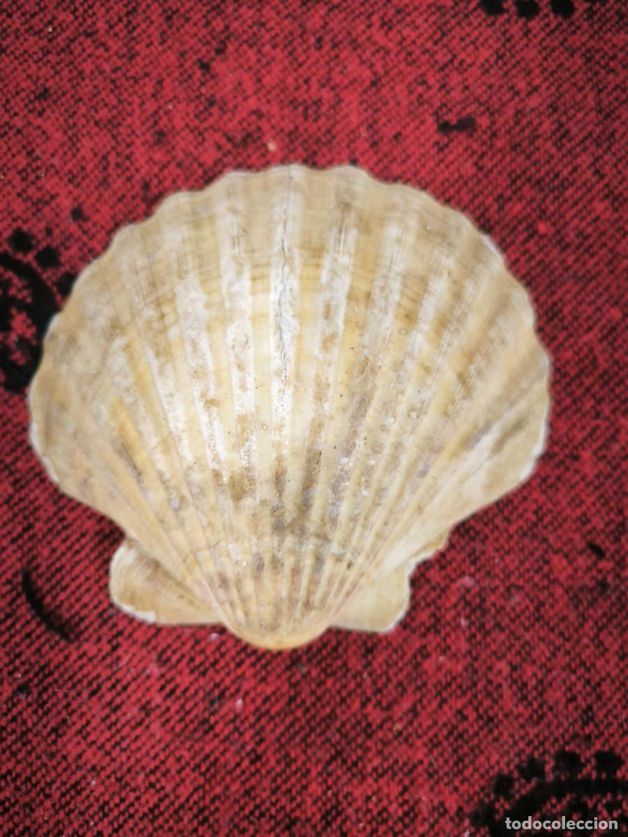 Antig&uuml;edades: Antigua Concha Natural Vieira De Gran Tama&ntilde;o &ndash; Pieza Marina Decorativa Aut&eacute;ntica