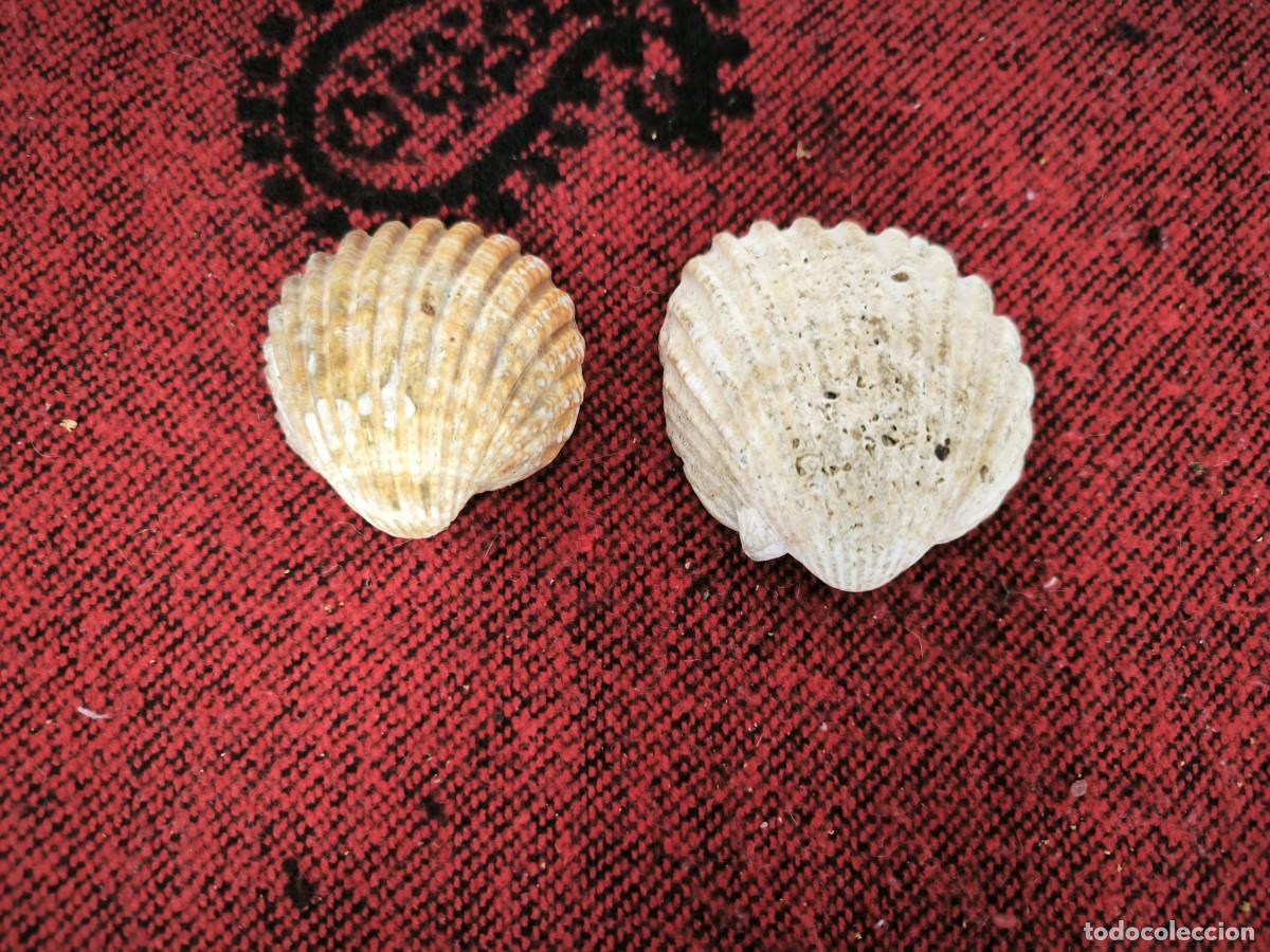 Antig&uuml;edades: Lote De 2 Conchas Naturales Antiguas &ndash; Piezas Marinas Decorativas Aut&eacute;nticas