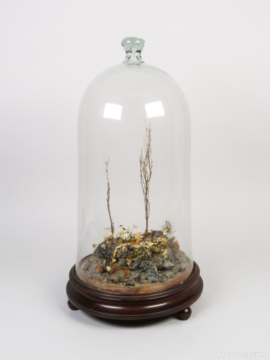 Antig&uuml;edades: Fanal decorativo victoriano campana con pomo superior composici&oacute;n naturista base de madera siglo XIX