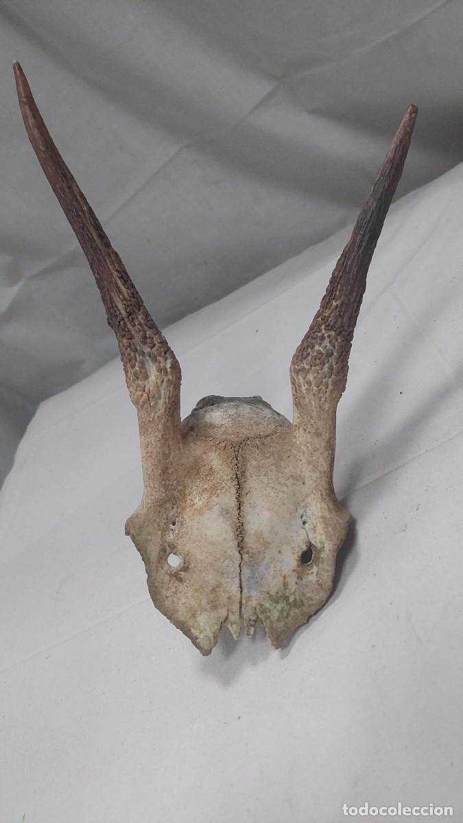 Antig&uuml;edades: Craneo de ciervo macho