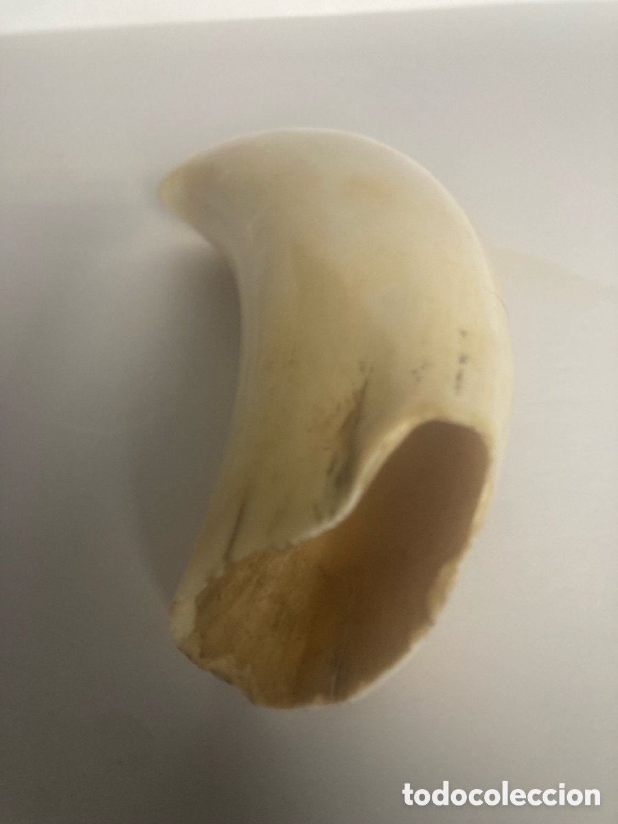 Antig&uuml;edades: Diente de cachalote Scrimshaw - Foto 2
