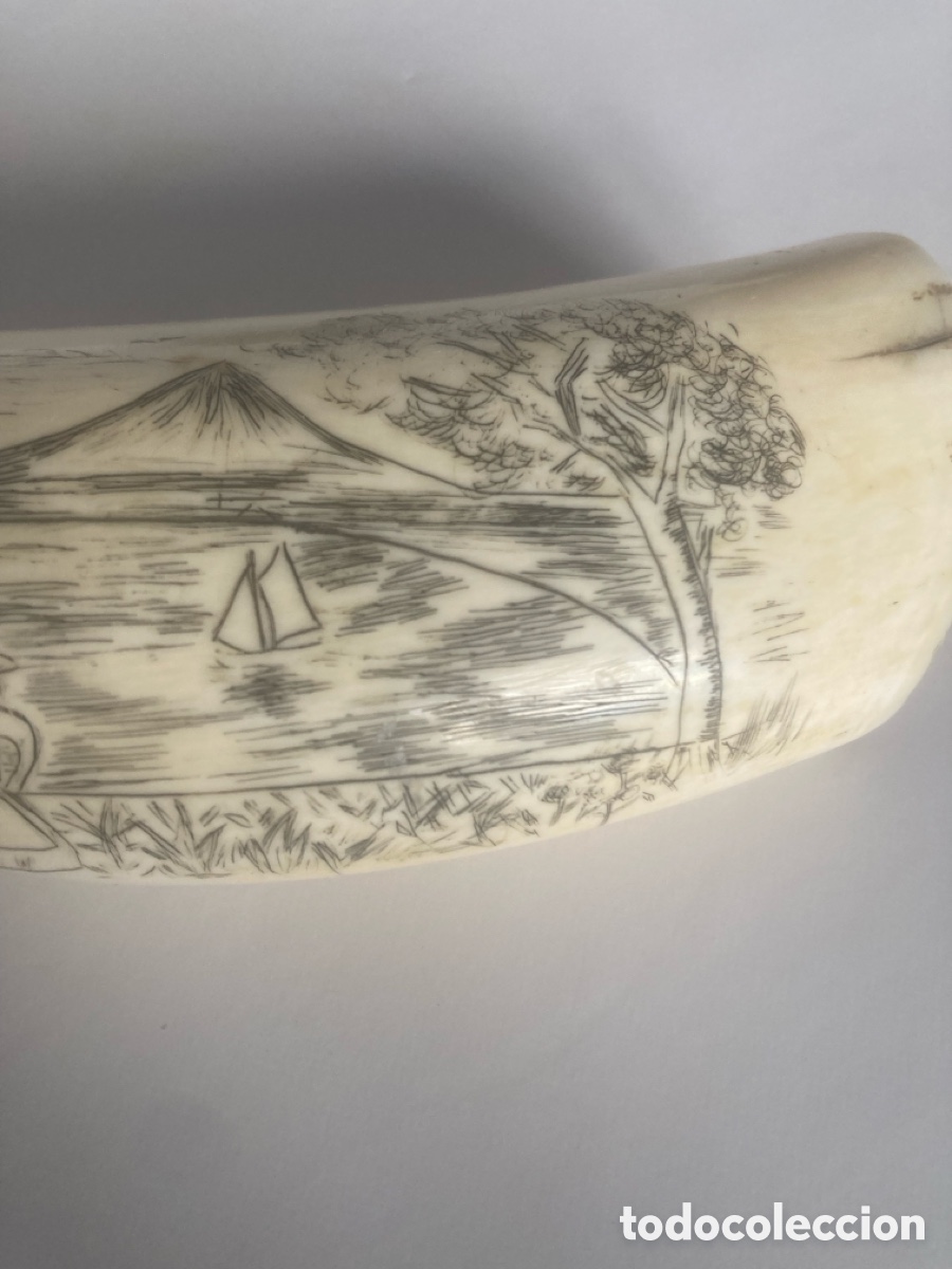 Antig&uuml;edades: Diente de cachalote Scrimshaw - Foto 3