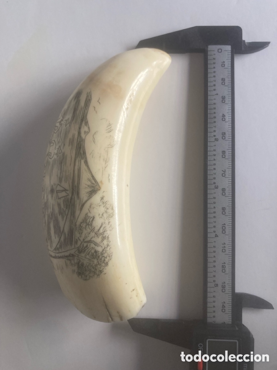 Antig&uuml;edades: Diente de cachalote Scrimshaw - Foto 6