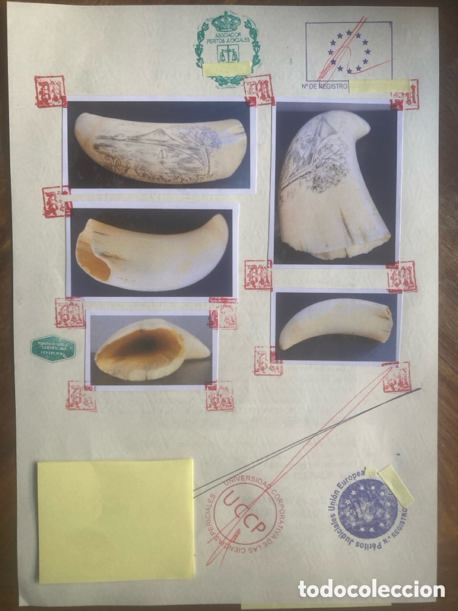 Antig&uuml;edades: Diente de cachalote Scrimshaw - Foto 8