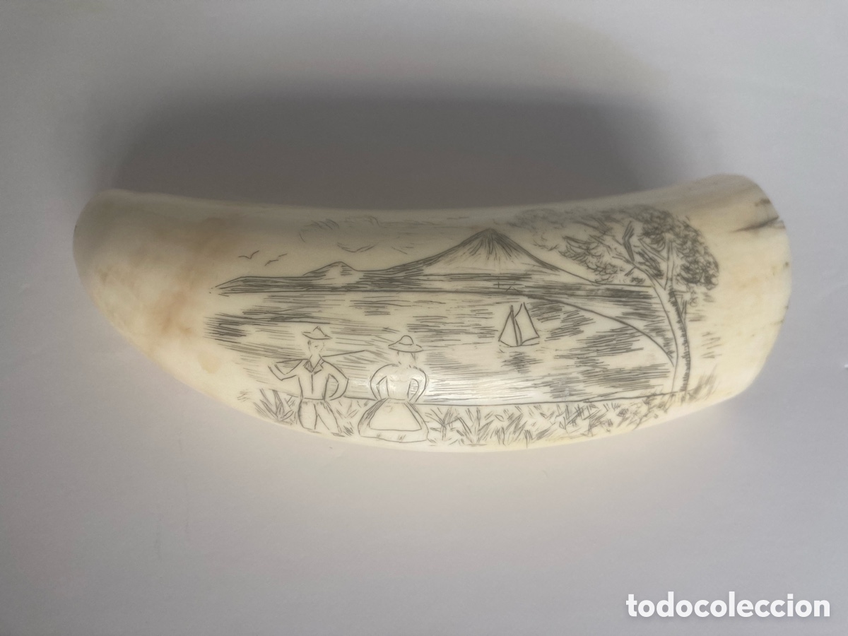 Antig&uuml;edades: Diente de cachalote Scrimshaw