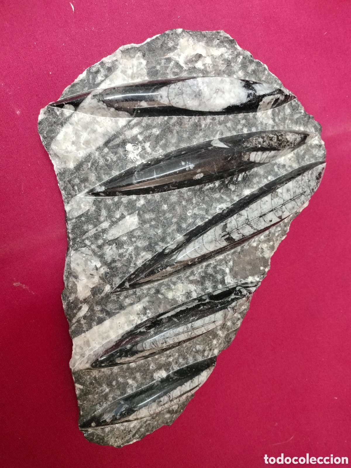 Antig&uuml;edades: Aut&eacute;ntico f&oacute;sil original bastante curioso