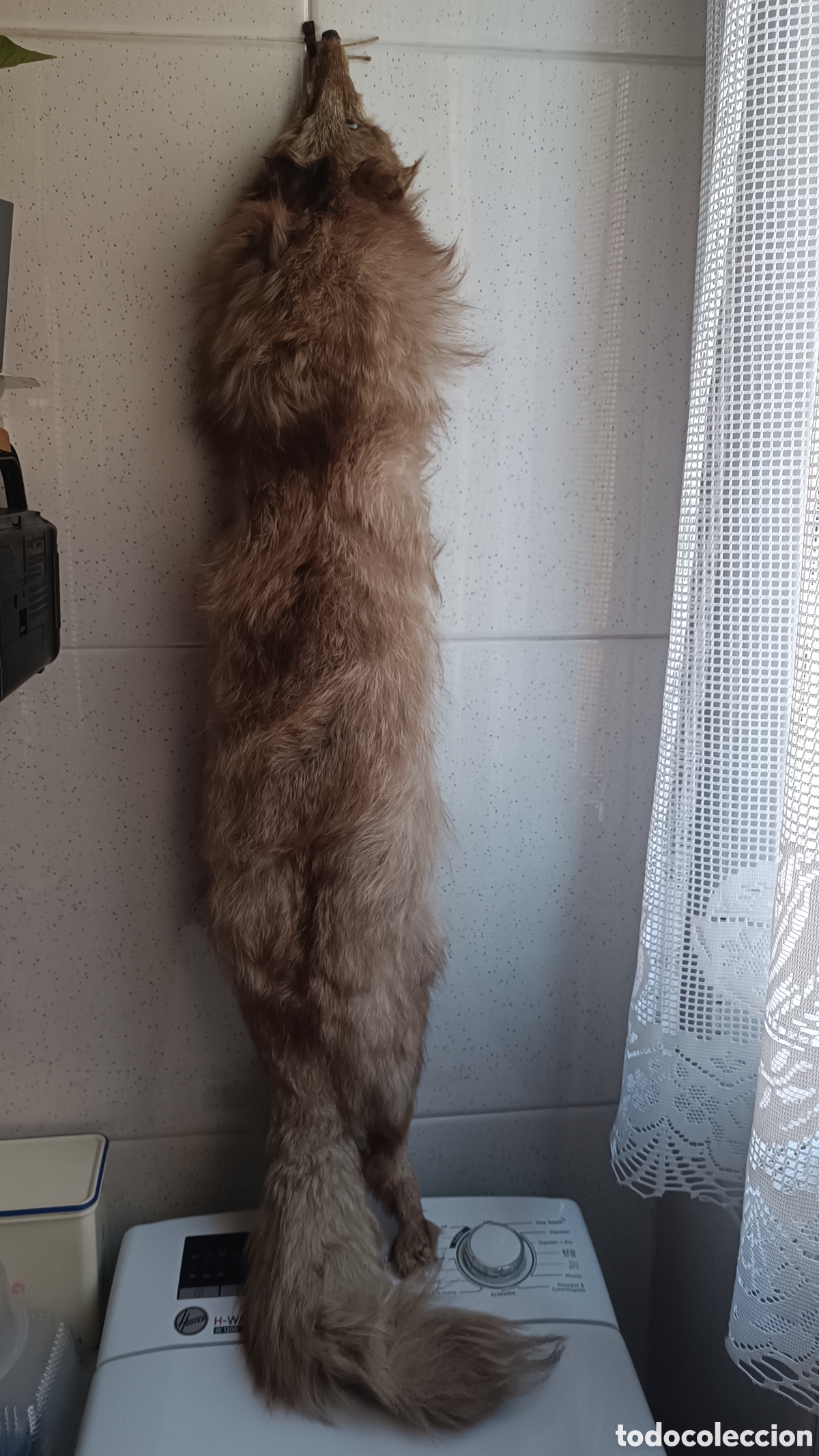 Antig&uuml;edades: Espectacular Estola de Zorro Vintage - Taxidermia Antigua (110 cm)