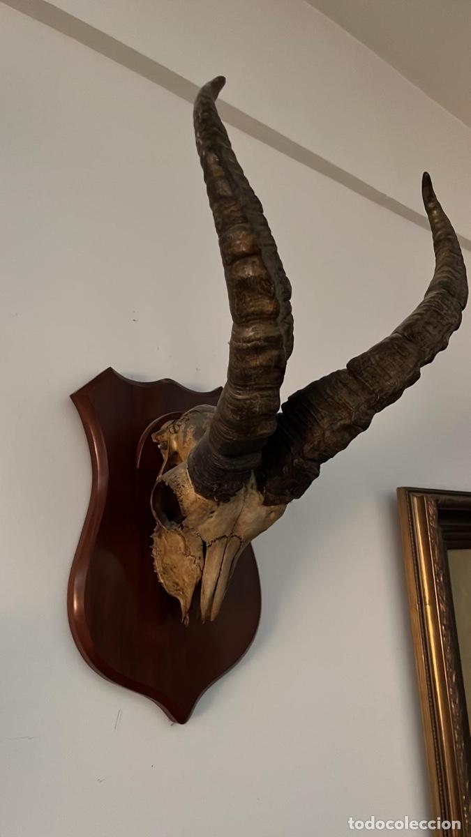 Antig&uuml;edades: Trofeos de caza dos machos monteses de la Sierra de Gredos