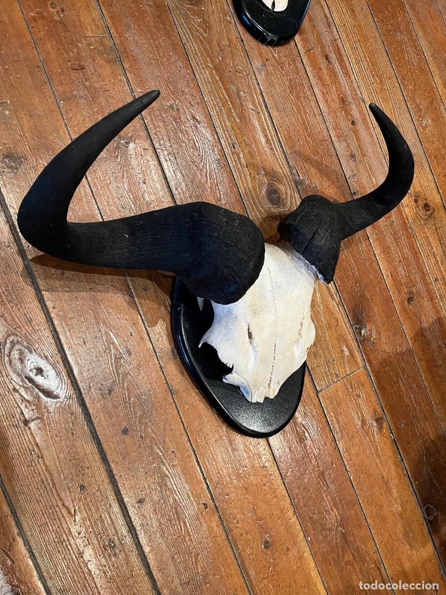 Antig&uuml;edades: Trofeo de caza &Ntilde;u azul Serengueti